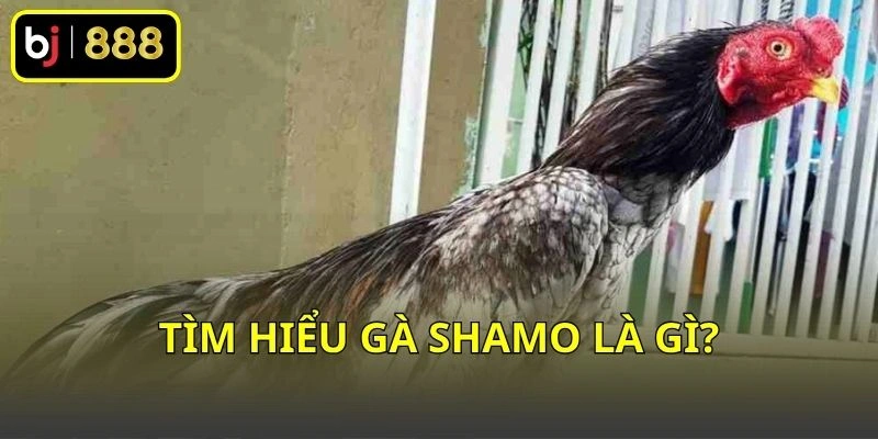 Gà Shamo Là Gì? Khám Phá Giống Gà Nhật Có Dáng Đứng Độc Đáo! 1 Tìm hiểu gà Shamo là gì?