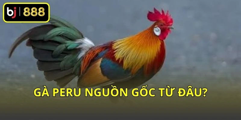 Gà Peru nguồn gốc từ đâu?