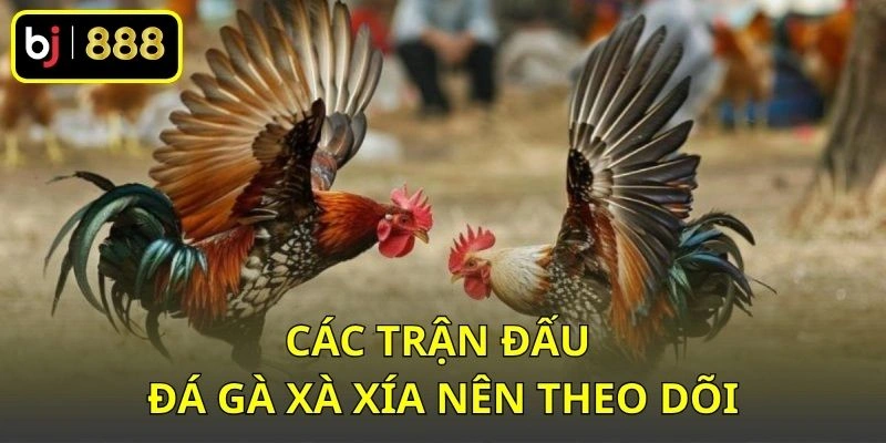 Các trận đấu đá gà Xà Xía nên theo dõi