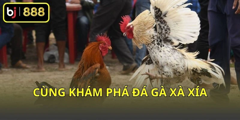 Cùng khám phá đá gà Xà Xía