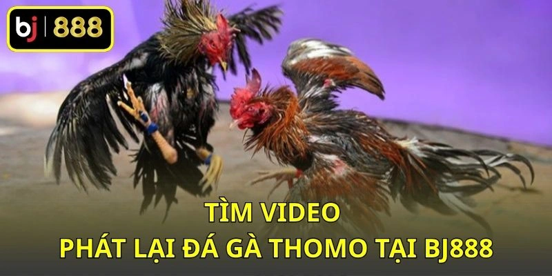 Tìm video phát lại đá gà Thomo tại BJ888