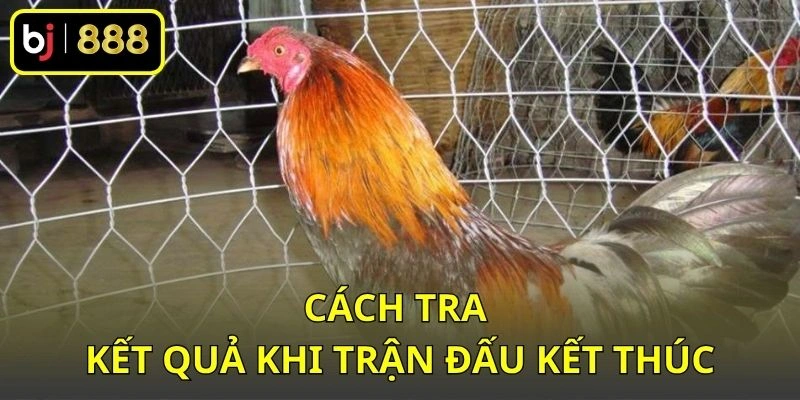 Cách tra kết quả khi trận đấu kết thúc