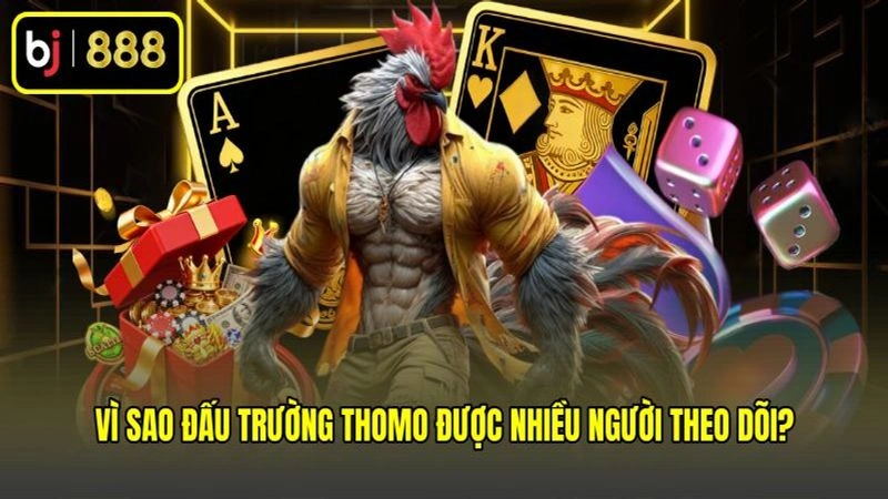 Vì sao đấu trường Thomo được nhiều người theo dõi?