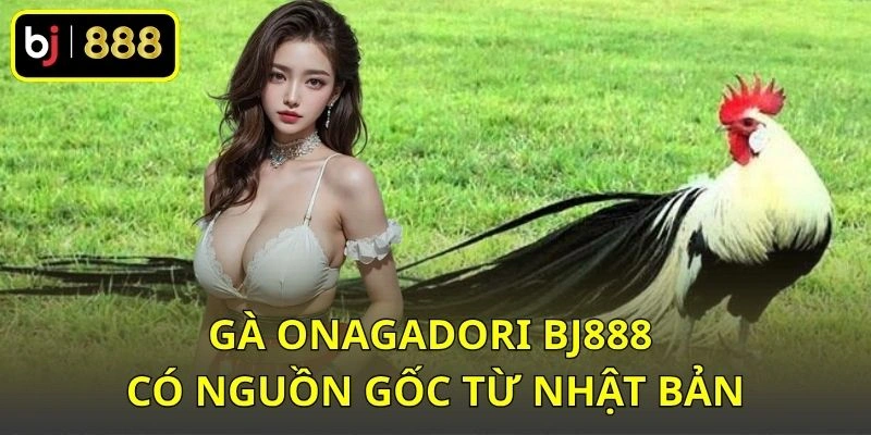 Gà Onagadori BJ888 có nguồn gốc từ Nhật Bản